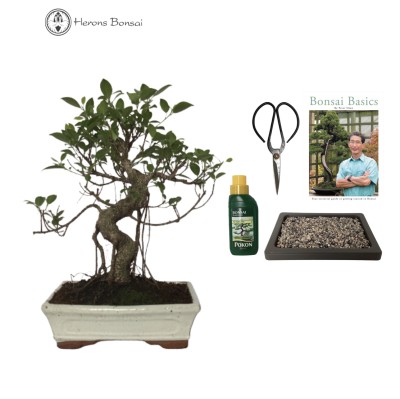 Indoor Ficus Beginners Bonsai Gift Set