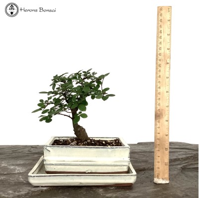 Indoor/Outdoor Ulmus Parvifolia 'Chinese Elm' Bonsai Tree in ceramic pot