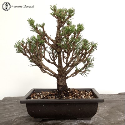 Outdoor Pinus thunbergii Kotobuki | Japanese Black Pine 