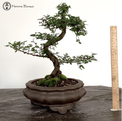 Indoor/Outdoor Ulmus parvifolia Chinese Elm Bonsai Tree