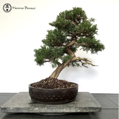 Outdoor Chinese Juniper Itoigawa Bonsai Tree | COLLECT FROM HERONS