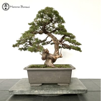 Chinese Juniper Bonsai Tree | COLLECT FROM HERONS