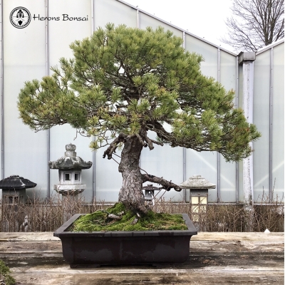 beuvronensis pine