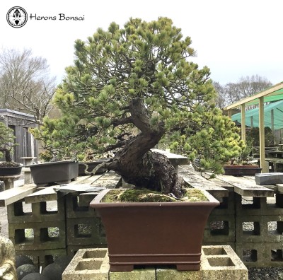 Japanese White Pine | COLLECT FROM HERONS