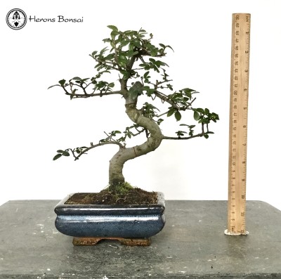 Indoor/ Outdoor Ulmus parvifolia ‘Chinese Elm’ Bonsai Tree
