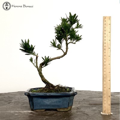 Buddhist Pine 'Podocarpus'
