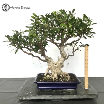 Indoor Ficus Bonsai Tree | COLLECT FROM HERONS
