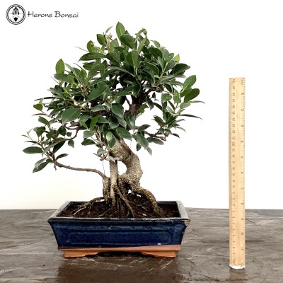 Indoor Ficus Bonsai S-Shape