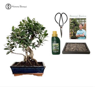 Indoor Ficus Beginners Bonsai Gift Set- Various sizes