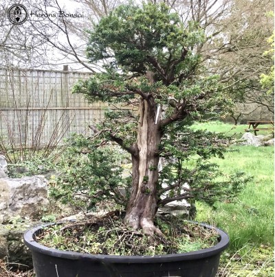 Outdoor Yew Specimen Bonsai Tree | COLLECT FROM HERONS