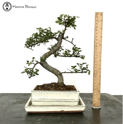 Indoor/Outdoor Ulmus Parvifolia Chinese Elm Bonsai Tree
