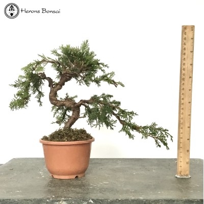 Chinese Juniper Itoigawa Bonsai Tree 