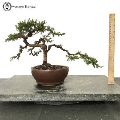 Chinese Juniper Itoigawa Bonsai Tree 