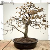 Large Hornbeam | COLLECTION ONLY