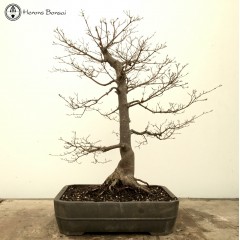 Red Deshojo Maple Bonsai Tree | COLLECTION ONLY