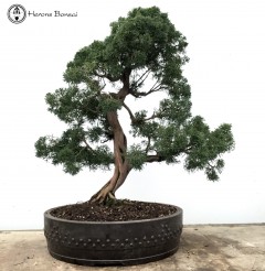 Chinese Juniper Bonsai Tree | COLLECTION ONLY