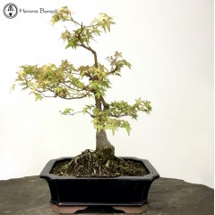 Katsura Maple Bonsai Tree 