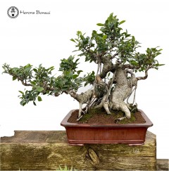 Ficus Bonsai with Amazing Ariel Roots