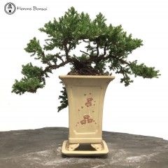 Juniper 'procumbens Nana' Bonsai Tree