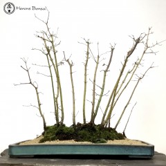 Mountain Maple Forest | COLLECTION ONLY