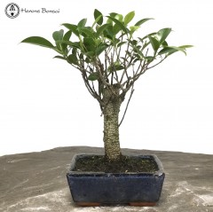Ficus Bonsai | Broom Style