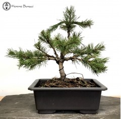 Mugo Pine Bonsai 