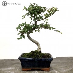 Ulmus parvifolia ‘Chinese Elm’ 