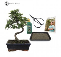 CE20sG ulmus parvifolia indoor/outdoor gift set Bonsai tree Chinese Elm 