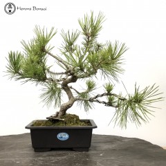 Pinus thunbergii | Japanese Black Pine