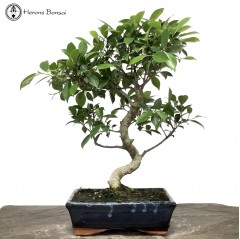 Ficus Bonsai S-Shape
