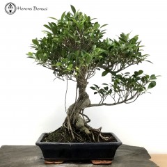 Ficus Bonsai Tree 