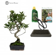 ficus beginners easy indoor bonsai gift pack | herons bonsai