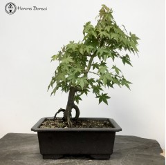 Outdoor Semi-Trained Maple Bonsai Tree