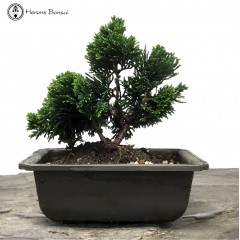 Hinoki Cypress in a Plastic Pot