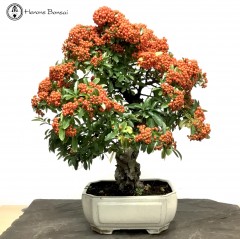 Pyracantha Bonsai Tree