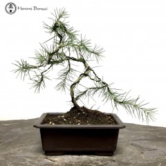 Deodar Cedar Bonsai Tree