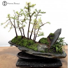 Larch Bonsai Forest on a Mountain Side 