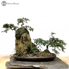 Cotoneaster Bonsai Tree Landscape & Rock