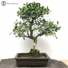 Indoor Ficus Bonsai Tree 
