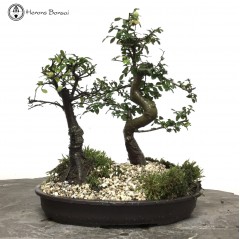 Mother & Daughter Chinese Elm Landscape