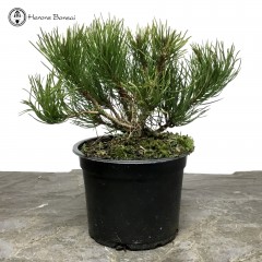 Mugo Pine Starter Tree Material 