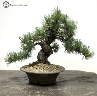 Japanese White Pine Bonsai