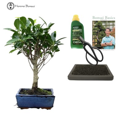 Indoor Ficus Beginners Bonsai Tree Gift Set