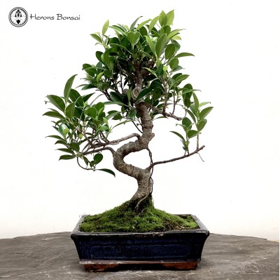 Indoor Ficus Bonsai S-Shape