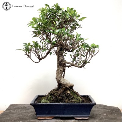 Indoor Ficus Bonsai Tree