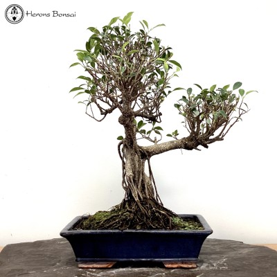 Indoor Ficus Bonsai Tree