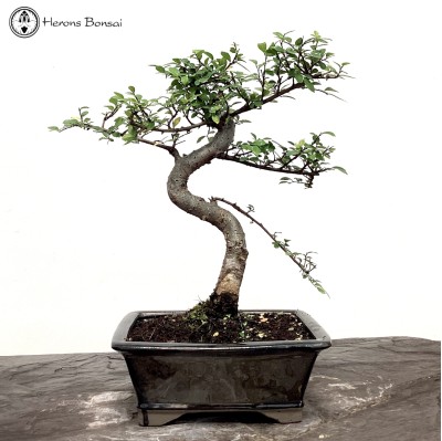 Indoor/ Outdoor Ulmus parvifolia Chinese Elm Bonsai Tree