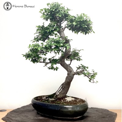 Outdoor Ulmus parvifolia Chinese Elm Bonsai Tree | COLLECTION ONLY