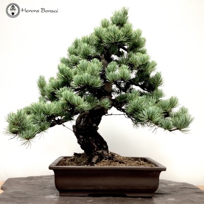 Japanese White Pine | COLLECTION ONLY
