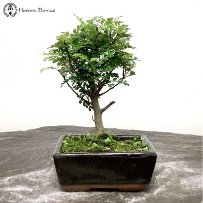 Indoor / Outdoor Pepper Bonsai Tree